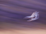 Abstract of Two Snow Geese in Flight, Bosque Del Apache National Wildlife Reserve, New Mexico, USA
