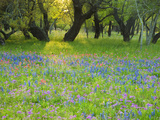 Dusk Through Oak Trees, Field of Texas Blue Bonnets and Phlox, Devine, Texas, USA