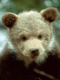 Rescued Grizzly Bear Cub, Montana, USA