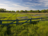 Buy Texas Blue Bonnets, Vetch in Meadow Near Brenham, Texas, USA at AllPosters.com