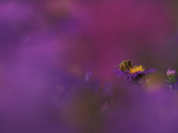 Honeybee Pollinating New England Aster Blossom, Michigan, USA