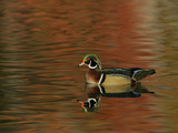 Abstract of Wood Duck Drake Swimming in Autumn Color Reflections, Chagrin Reservation, Cleveland
