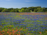 Buy Blue Bonnets and Indian Paintbrush with Oak Trees in Distance, Near Independence, Texas, USA at AllPosters.com