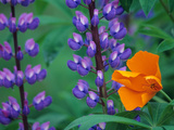 Lupine with Orange Poppy, Mt. Baker Snoqualmie National Forest, Washington, USA