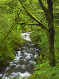 Buy Bridal Veil Creek Flowing Through Forest in Springtime, Mt. Hood National Forest at AllPosters.com