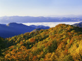 Forest in Autumn Color from Shot Beech Ridge, Great Smoky Mountains National Park, North Carolina