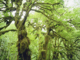 Buy Moss Growing from Trees in a Rainforest, Olympic National Park, Washington, USA at AllPosters.com