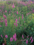 Purple Loosestrife, Invasive Alien Plant, Portsmouth, New Hampshire, USA