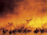 Flock of Snow Geese in Ground Fog, Bosque Del Apache National Wildlife Reserve, New Mexico, USA