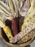 Multicolored Corn, a Native American Staple Crop, in an Indian Basket