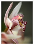 Orchid Portrait III