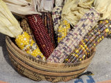 Buy Multicolored Corn, a Native American Staple Crop, in an Indian Basket at AllPosters.com