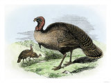 The Wild Turkey of America