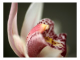Orchid Portrait II