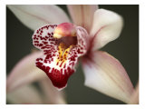 Orchid Portrait I