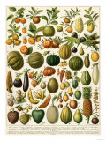 Tropical Fruits