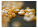 Kernels Close up II