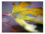 Golden Fall Reflections I