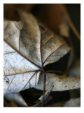 Fall Leaves IV