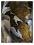 Falle Leaves III