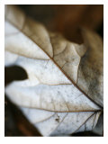 Fallen Leaves I