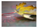 Golden Fall Reflections II