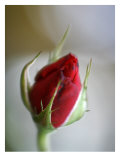 Cranberry Rosebud