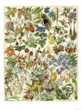 Tropical and Exotic Flowers, Including Orchid, Anthurium, Gloxinia, Trillium