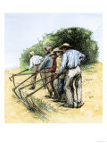 Buy African American Field Hands Hooking Up Sugar Cane in Louisiana, c.1800 at AllPosters.com