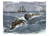Angry Whale Chasing a Harpoon Boat