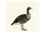 Greylag Goose