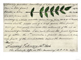 William Clark's Sketch of an Evergreen Shrub Leaf in the Lewis and Clark Expedition Diary, c.1806