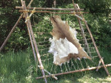 Deer Hide Stretched on Sapling Frame to Be Scraped and Tanned, Heritage Hill, Green Bay, Wisconsin