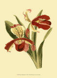 Buy Orchid Splendor I at AllPosters.com