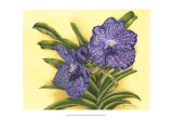 Buy Vibrant Orchid III at AllPosters.com