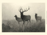 American Elk