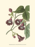 Buy Blossoming Vine V at AllPosters.com