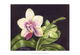 Buy Vibrant Orchid II at AllPosters.com