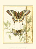 Tandem Butterflies II