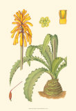Buy Vibrant Tropicals V at AllPosters.com