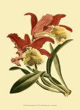 Buy Orchid Splendor IV at AllPosters.com
