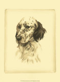 Danchin Setter
