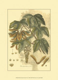Antique Sycamore Tree