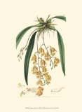Buy Elegant Orchid I at AllPosters.com
