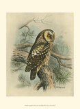 Tengmalm's Owl