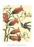 Hummingbird Reverie II