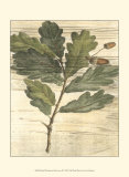 Buy Weathered Oak Leaves II at AllPosters.com