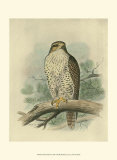 Iceland Falcon