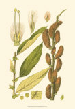Buy Natural Harvest II at AllPosters.com