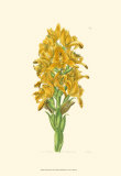 Buy Golden Beauty IV at AllPosters.com